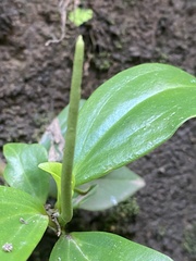 Peperomia