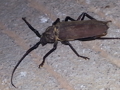 Strongylaspis corticaria