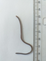 Liotyphlops albirostris