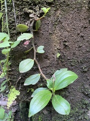 Peperomia