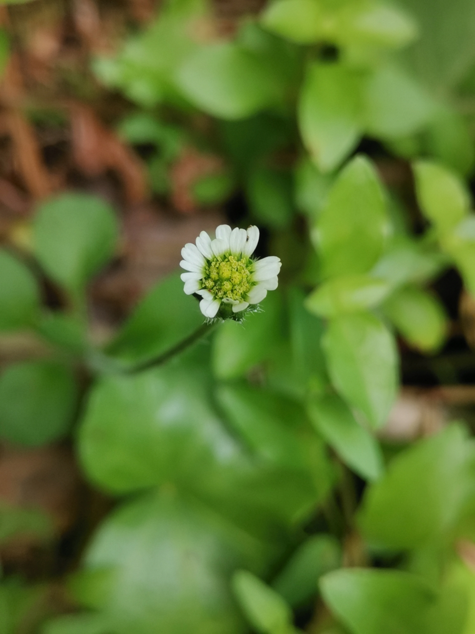 Azorean Daisy (Bellis azorica)