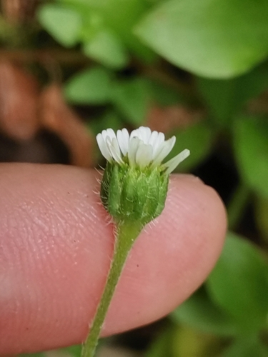 Image of Bellis azorica by (c) Ljaž, some rights reserved (CC BY)