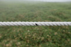 Hemicrepidius secessus