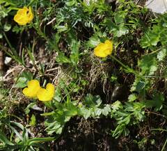 Ranunculus montanus