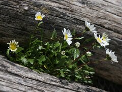 Leucanthemum halleri