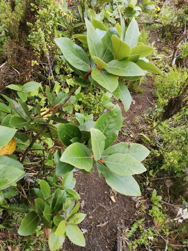 Image of Laurus azorica by (c) Ljaž, some rights reserved (CC BY)
