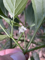 Capsicum