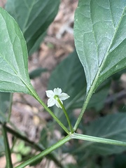 Capsicum