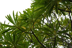Mathurina penduliflora