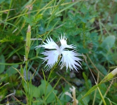 Dianthus hyssopifolius