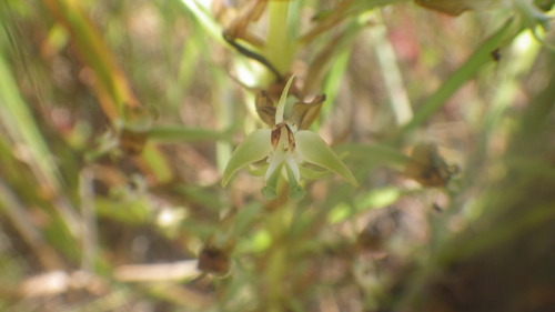 Habenaria incarnata image