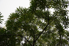 Mathurina penduliflora