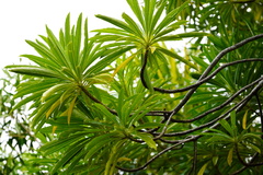 Mathurina penduliflora
