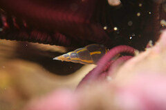 Annulobalcis yamamotoi