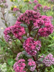 Angiospermae