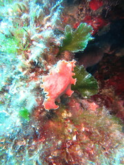 Yungia aurantiaca