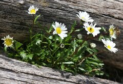 Leucanthemum halleri