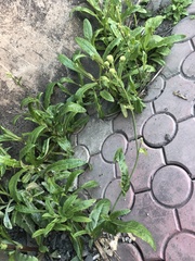 Sonchus arvensis uliginosus