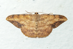 Luxiaria amasa