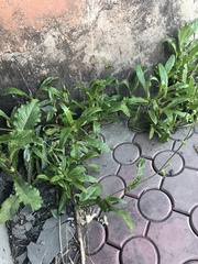 Sonchus arvensis uliginosus