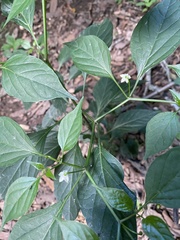 Capsicum