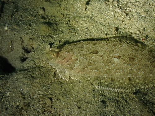 Imperial scaldfish (Arnoglossus imperialis) — Bothidae — 4