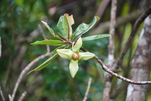Foetidia mauritiana image