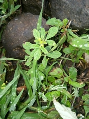Cleome viscosa