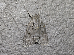 Acronicta radcliffei