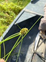 Cyperus pseudovegetus