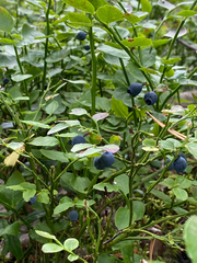 Vaccinium myrtillus