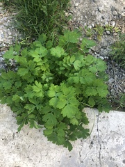 Chelidonium asiaticum