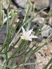 Chaetadelpha wheeleri