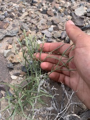Chaetadelpha wheeleri