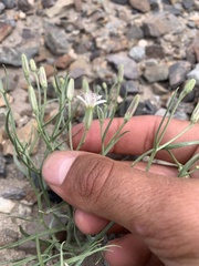 Chaetadelpha wheeleri
