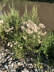 Cirsium arvense