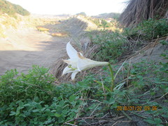 Lilium formosanum