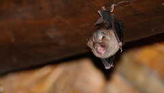 Hipposideros caffer