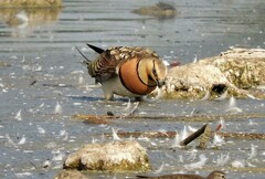 Pterocles alchata alchata