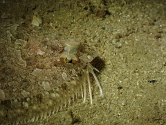 Imperial Scaldfish photo 5