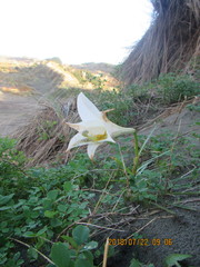 Lilium formosanum