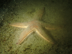Astropecten irregularis