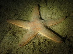 Astropecten irregularis