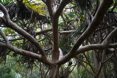 Pandanus heterocarpus