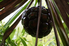 Pandanus heterocarpus