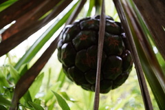 Pandanus heterocarpus