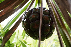 Pandanus heterocarpus