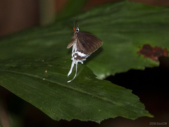 Eooxylides tharis distanti