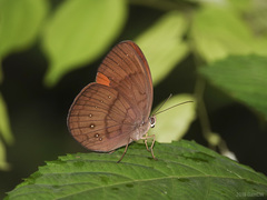 Faunis canens arcesilas