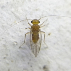 Hemipsocus